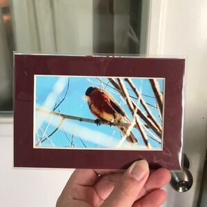 Bird photograph